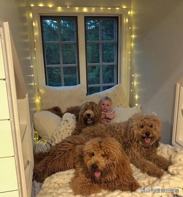 泰迪熊抱抱熊，一出生就有三个巨型“泰迪熊”陪睡（泰迪熊抱抱熊适合结婚送么）