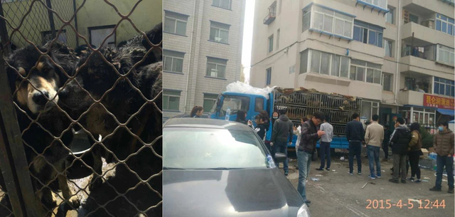 世界第一獒王2亿，中国藏獒十大獒王排名（泡沫是怎么破灭的）