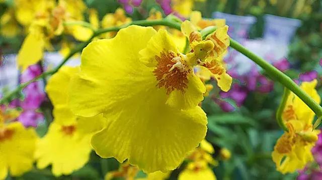 伯利恒之星花语,查自己的本命花(感受生活的温度<二>) 伯利恒之星花语,查自己的本命花(感受生活的温度<二>)