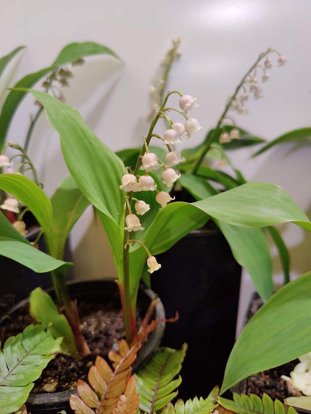花卉图片及名称大全，常见绿植花卉及名称大全（100种常见花图鉴）