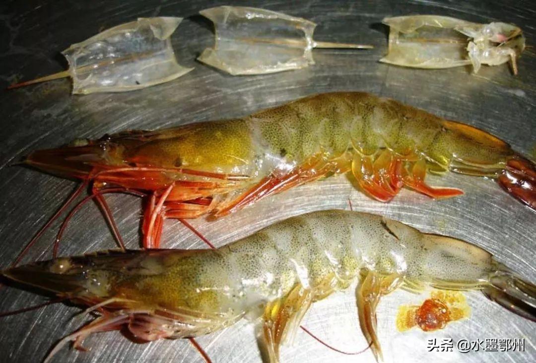 草虾是什么虾和基围虾(对虾,河虾,草虾,基围虾有什么区别?