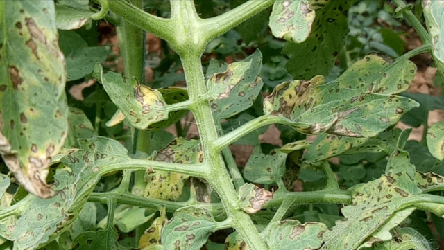 真菌感染用什么药,真菌感染皮肤病用什么药(可同时消灭真菌,细菌的