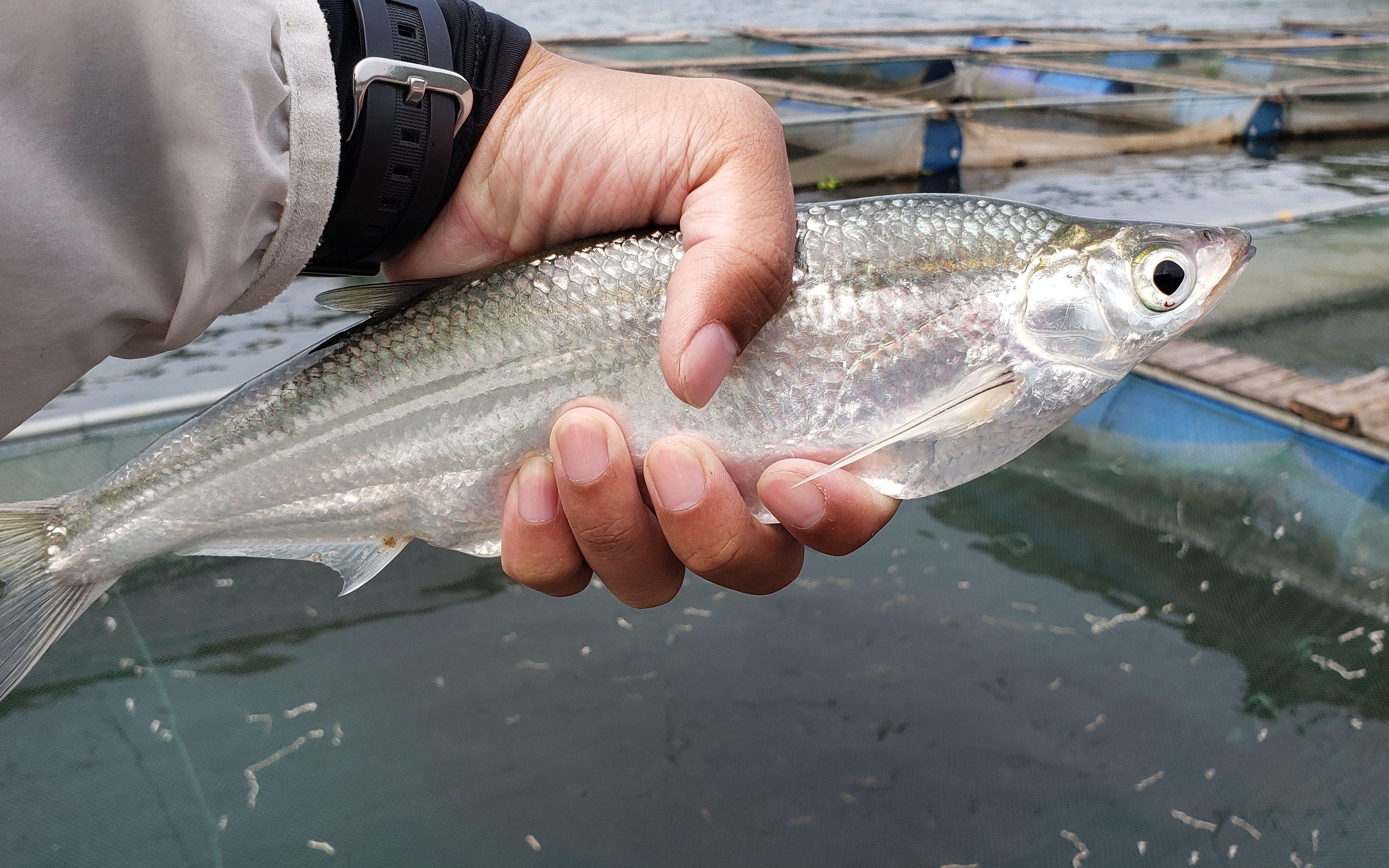 钓翘嘴能有多难?方法对渔获翻倍