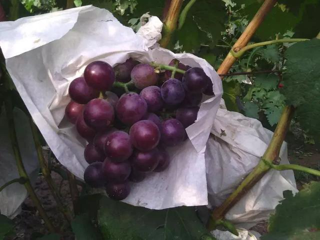 茉莉香提子的功效与作用，茉莉香提子的功效与作用是什么（12种热门葡萄品种的市场前景）