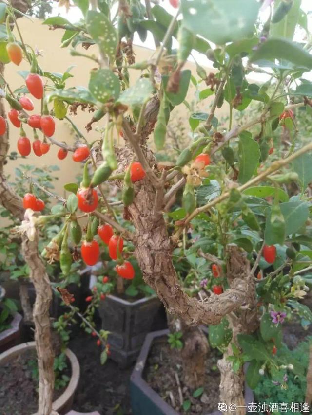 枸杞根的功效与作用，枸杞根的作用与功效（明年呼呼长成小盆栽）