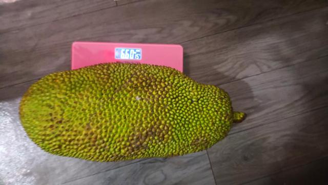 菠萝蜜的胶粘在手上怎么洗掉，菠萝蜜怎么剥皮最简单有效方法（剥菠萝蜜经验分享）