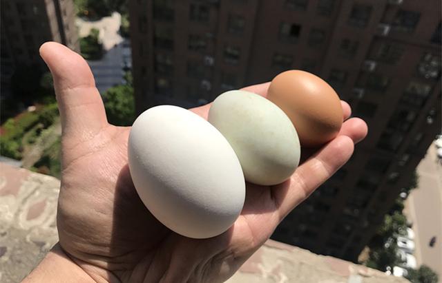 鹅蛋和鸡蛋有什么区别和好处，鸡蛋和鹅蛋的营养价值有什么不同（鸡蛋、鸭蛋和鹅蛋的营养有什么区别）