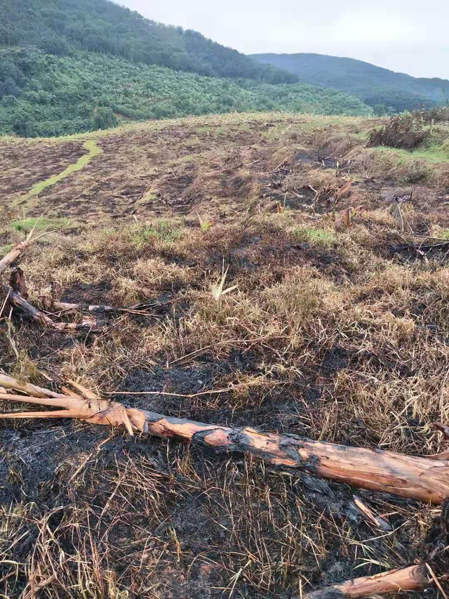 草木灰是什么肥料，草木灰是什么（如何巧用传统肥料“三剑客”）