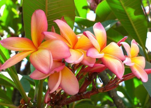 鸡蛋花怎么做，鸡蛋花的作用（鸡蛋开花挂满树梢）