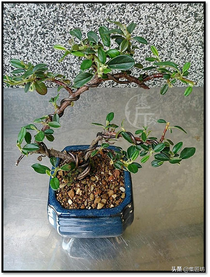 水荀子(平枝栒子盆景发芽容易养活难) - 火句子