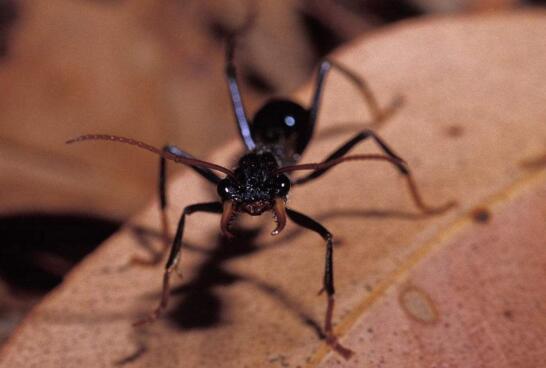 世界上最大的蚂蚁，世界上最大的蚂蚁在哪里生长（世界上最大的蚂蚁公牛蚁）