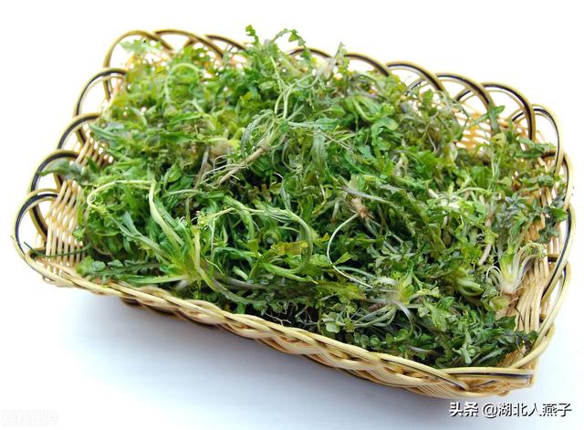 野艾蒿的功效与作用 野艾蒿的吃法，野艾蒿的功效与作用（这步再忙也不能少）