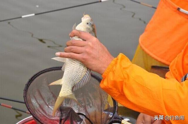 鱼竿6h和8h是什么意思，鱼竿5h6h7h是什么意思（了解一下商家惯用的4种伎俩）