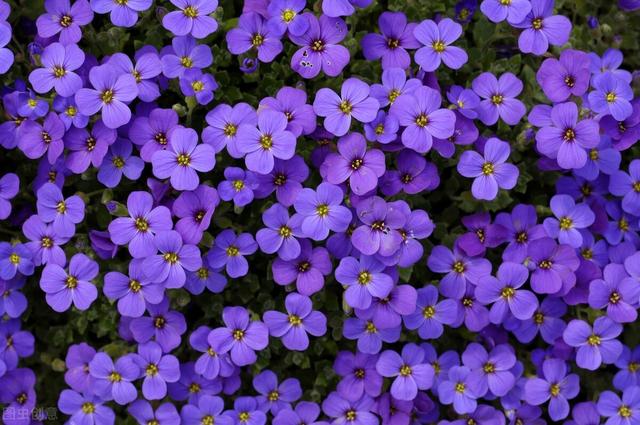 郁金香花语和寓意，你们知道这些花的花语吗（黄色郁金香花语和寓意）