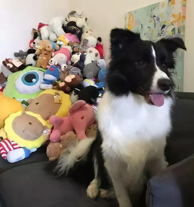 边牧犬多少钱一只幼崽，边牧犬幼崽多少钱一只（养一只边牧需要多少钱）