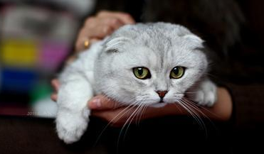 苏格兰折耳猫图片，折耳猫有什么品种（让很多人都不敢养）