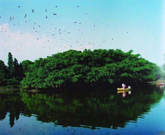 最大的动物，地球已有的最大动物、植物、真菌都是啥（最大的动物体重约多少吨）