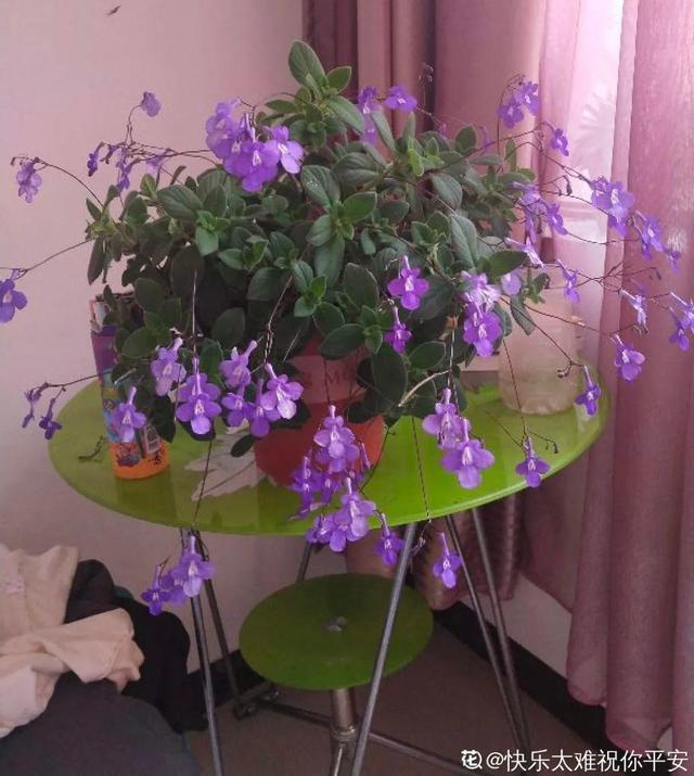 鸟尾花的繁育管理，鸟尾花 花期（30种耐阴花）