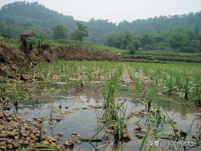 自己在家怎么养小龙虾，自己在家怎么养小龙虾苗（不买任何饲料投喂小龙虾）