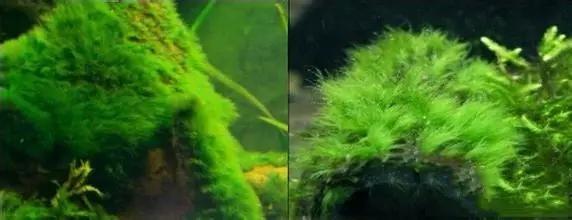 关于藻类（化石介绍，藻类化石值钱吗（19种常见藻类照片和解决方法）