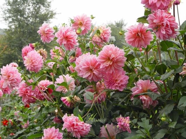 韭莲怎么养，韭菜莲有毒吗 韭菜莲怎么养（被“名字”耽误一生的花）