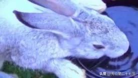 兔子能不能喝水，兔兔真的不能喝水么