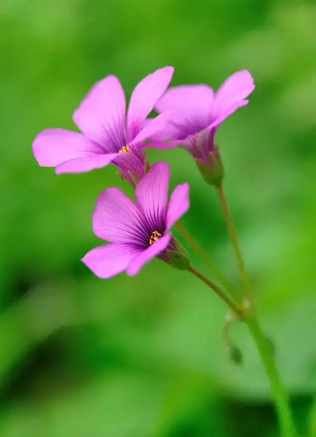 各种花开放的时间（100种常见花的花开时间附图）