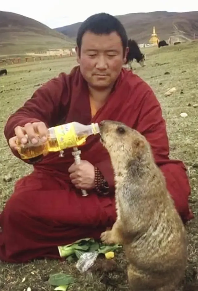 土拔鼠是什么意思，地鼠是鼠类吗（藏族人和老鼠的不解情缘）