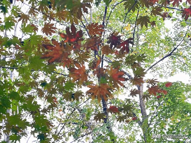 枫叶的特点，最佳观赏期还要等一等……（枫叶长什么样子）