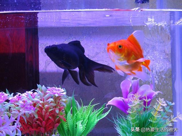 简述金鱼的特点和生活习性，金鱼的特点和特征（分享自己的实际经验）