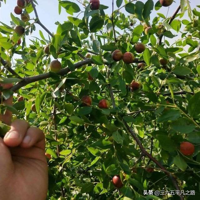 野生酸枣的功效与作用及食用，野生酸枣有什么用处（以前无人问津到如今抢着去采摘）