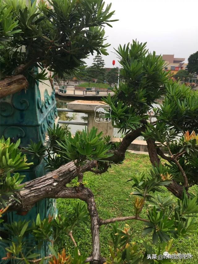 罗汉松盆景欣赏精品，海岛罗汉松——我的红颜知己