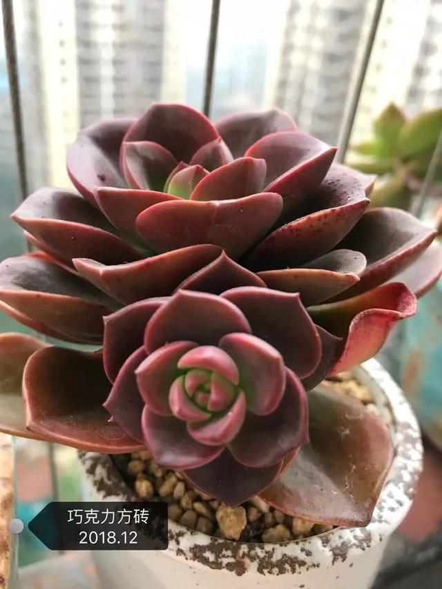 丸叶松绿怎么养，丸叶松绿的叶子可用来繁殖吗（养多肉，记名字，预防老年痴呆）