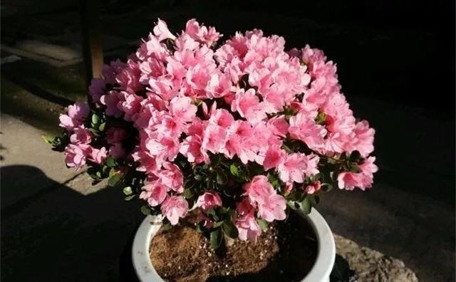 东洋杜鹃怎么养，花开的比叶还多