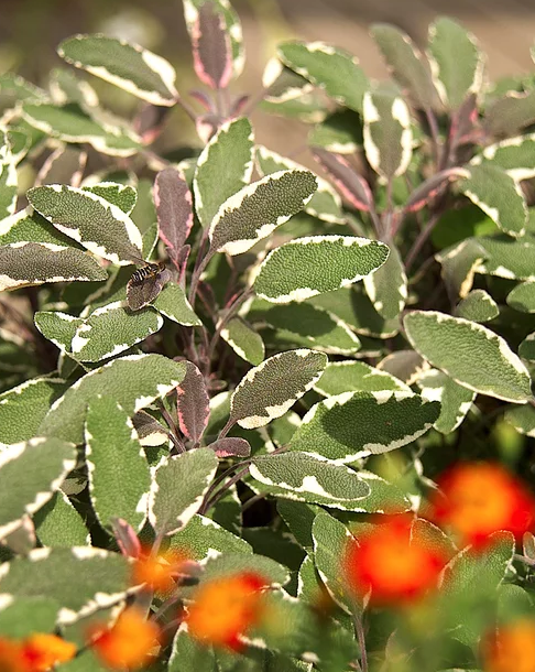 蓝花鼠尾草有几个品种，蓝花鼠尾草有几个品种图片（18种漂亮的鼠尾草）