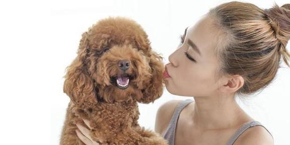 泰迪犬总舔爪子是怎么回事，泰迪咬爪子舔爪子咋回事（是想表达这5个意思）
