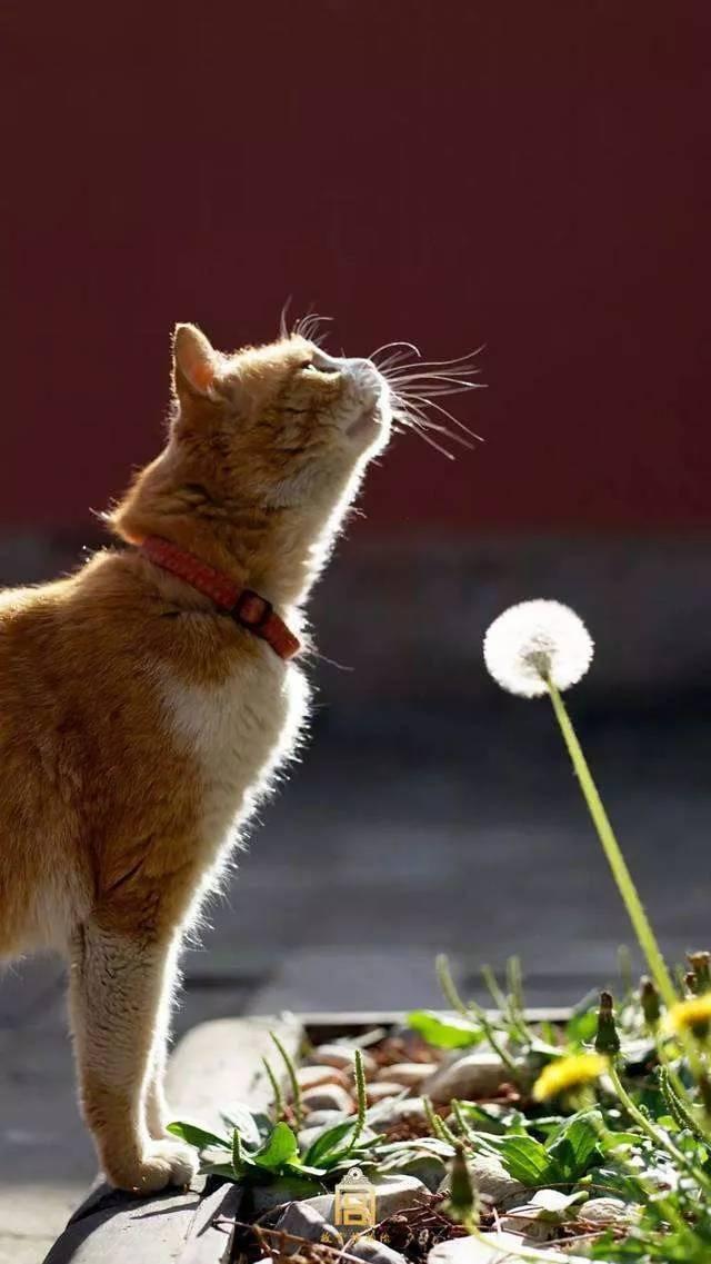 故宫最胆小御猫，我们只是惊呼是不够的