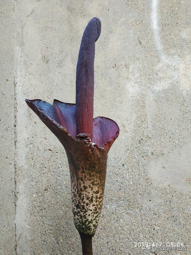 中国大的魔芋产地，魔芋产地陕西（四年才开一次花的魔芋）