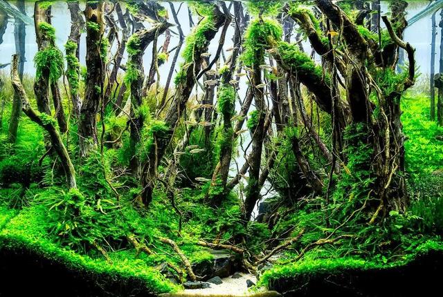 鱼缸底部铺什么好，鱼缸底部铺卵石养什么鱼（如何挑选一个合适自己的鱼缸）