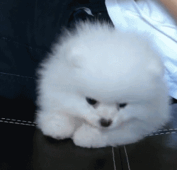 呆萌狗狗，呆萌狗狗道具（呆萌+有趣+憨厚图片）