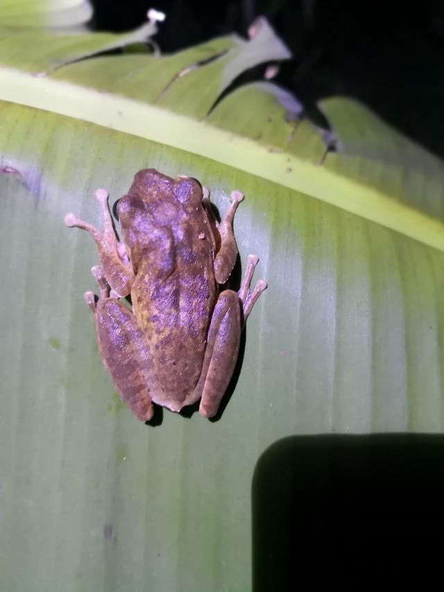 中国树蛙的品种简介，中国树蛙品种大全（他在蕉林里的发现）