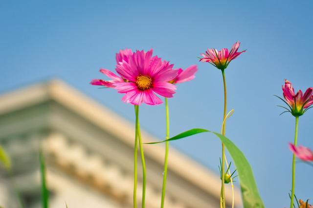 余生是什么意思，听闻余生是什么意思（有一种夫妻，叫余生）