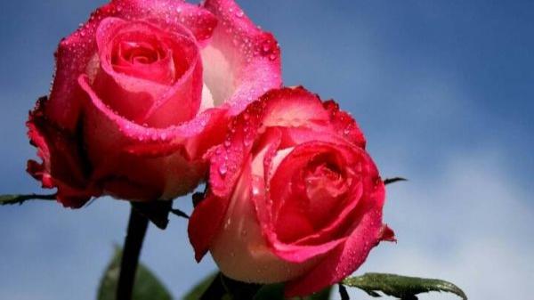 什么叫爱一个人呢，什么叫做真正爱一个人（什么是爱？爱一个人该怎么做）