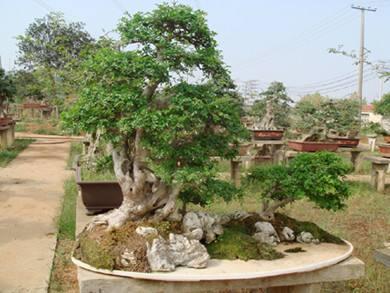 白蜡树介绍及白蜡树盆景养护注意事项，白蜡树的养殖方法及注意事项（中国特有的白蜡树）