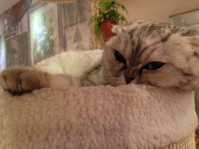 emmmmm是什么意思，emmmmm什么意思（喵叫原是猫与人沟通的独特语言）