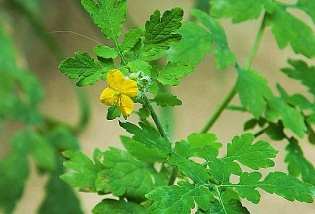 白屈菜圖片與功效,白屈菜圖片(農村的這種野草)_犇湧向乾