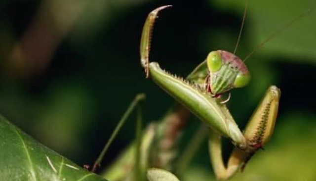 螳螂是什么类型的生物，螳螂的种类是什么（昆虫界的那些恐怖瞬间）