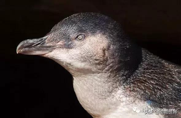 企鹅都有哪几种分别生活在哪里呢，企鹅都有哪些（详解世界上的18种企鹅<一>）