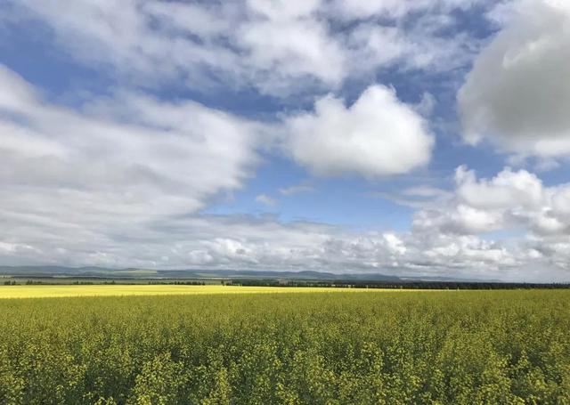 油菜花开的季节，适合家庭室内养的花与绿植（2019年全国油菜花开放时间表）