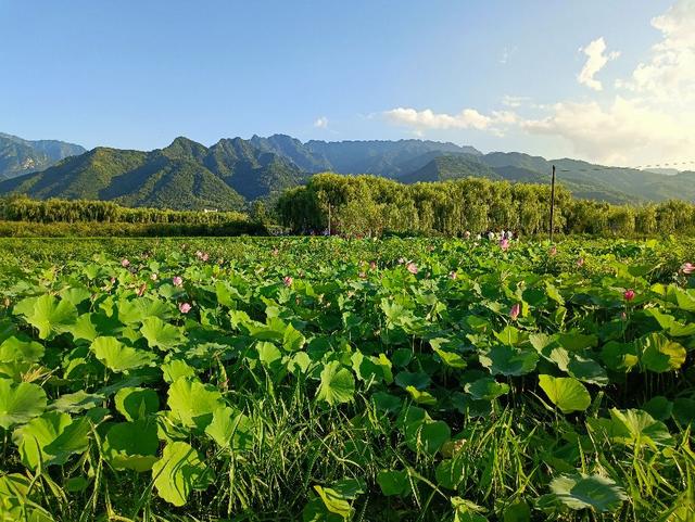 近水知鱼性近山识鸟音的意思，近水知鱼性近山识鸟音的意思是什么（感受《增广贤文》里的人生智慧）